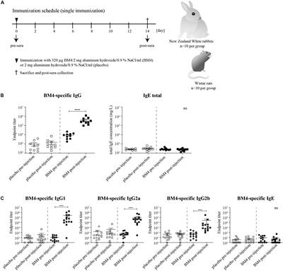 In vivo Induction of Functional Inhibitory IgG Antibodies by a Hypoallergenic Bet v 1 Variant